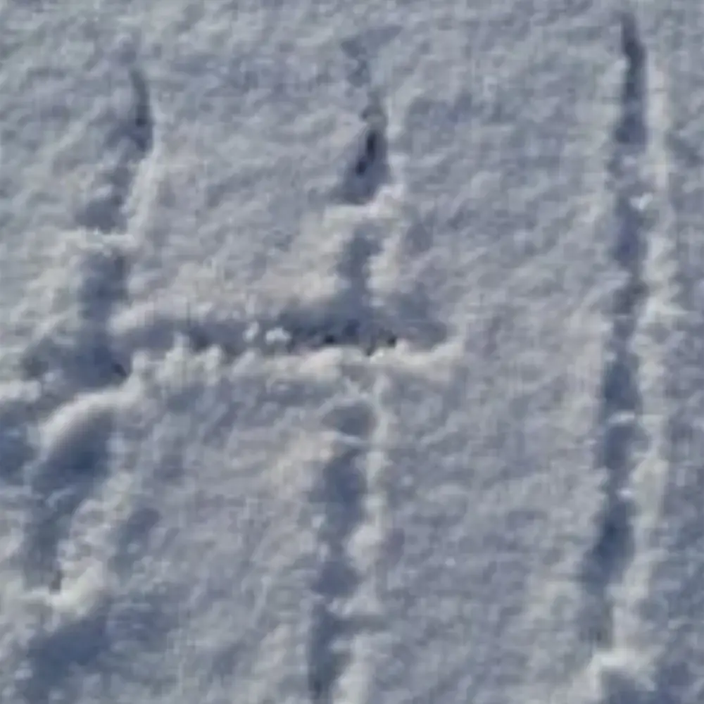 Animal tracks crossing fresh snow at Yare Valley Farm during winter.