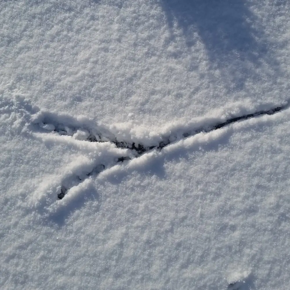 Bird footprints crossing fresh snow on the ground at Yare Valley Farm.