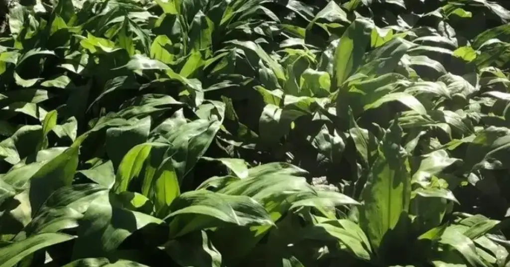 Close up of fresh green crop leaves growing in sunlight
