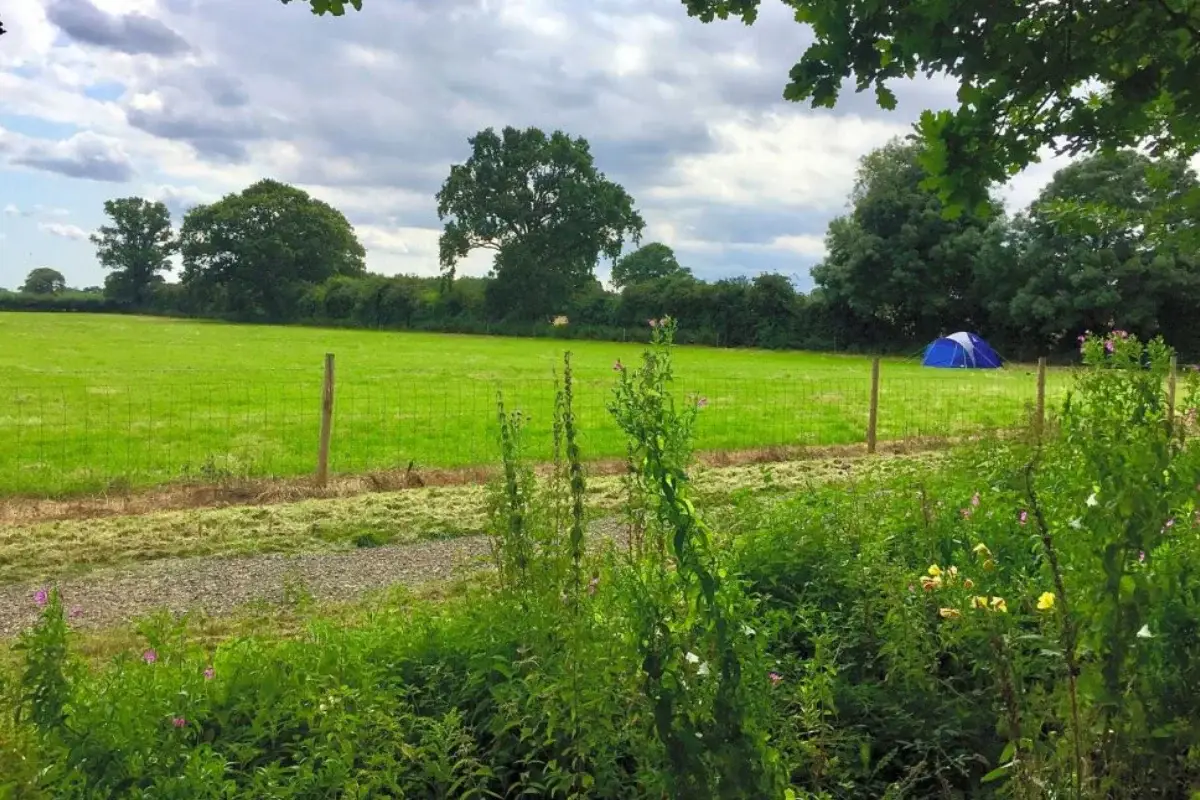 Green Yare Valley field with wildflowers, trees and a small tent in the distance under a cloudy sky.