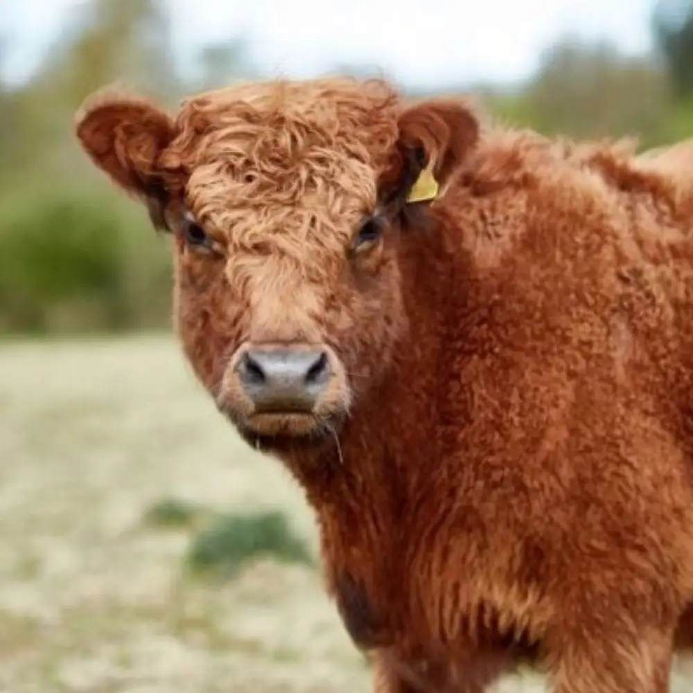 Red Devon cow standing in a field at Yare Valley Farm.