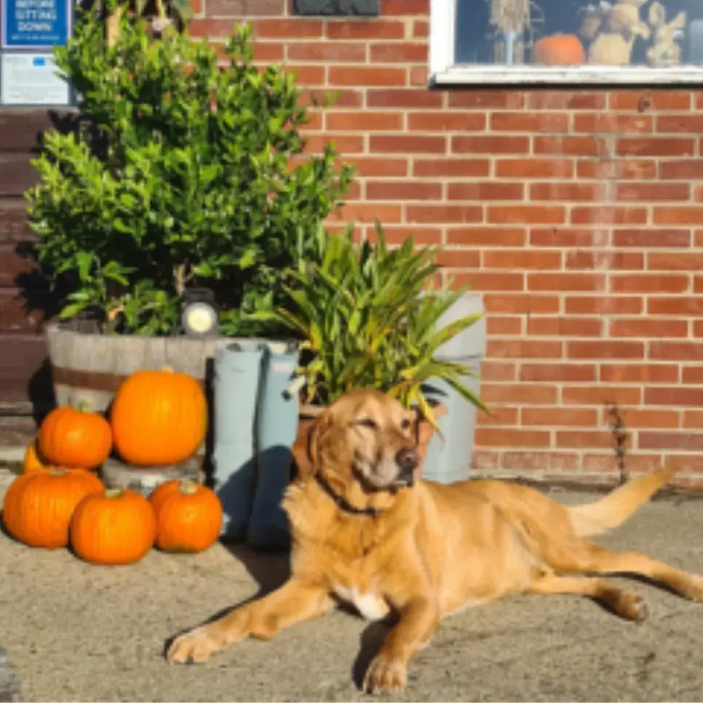 Dog resting outside the Yare Valley farm shop beside pumpkins, potted plants and a brick building.