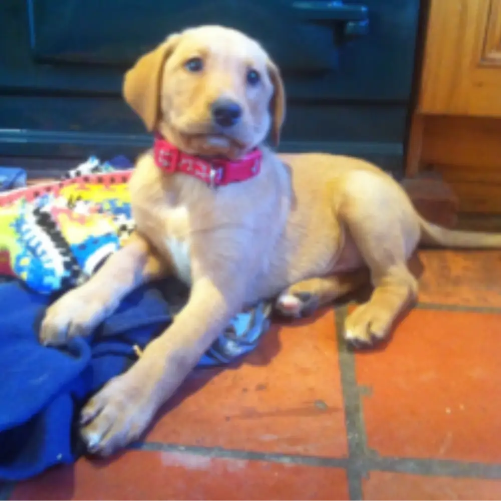 Golden Labrador puppy resting on a blanket beside an Aga-style stove inside a farmhouse kitchen.