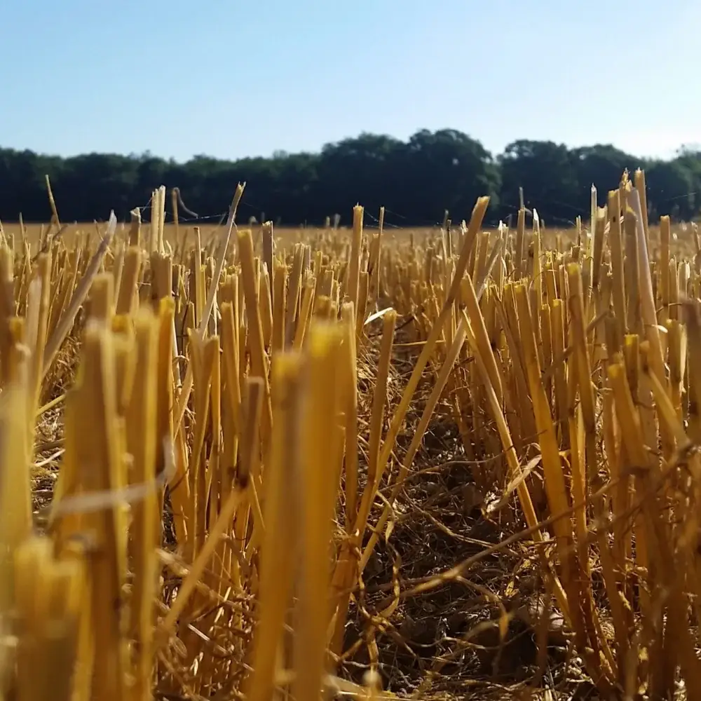 Close-up of cut straw stubble in a field at Yare Valley after harvest.