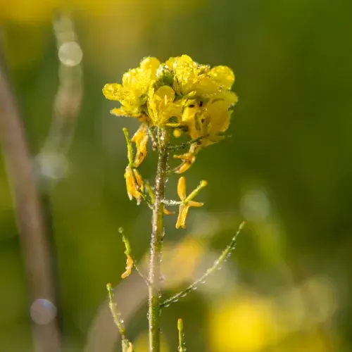 Close-up of yellow oilseed rape flowers growing in a field with a soft green background