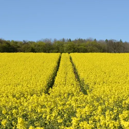 Yellow oilseed rape field growing on a farm with tractor tracks through the crop and trees in the background