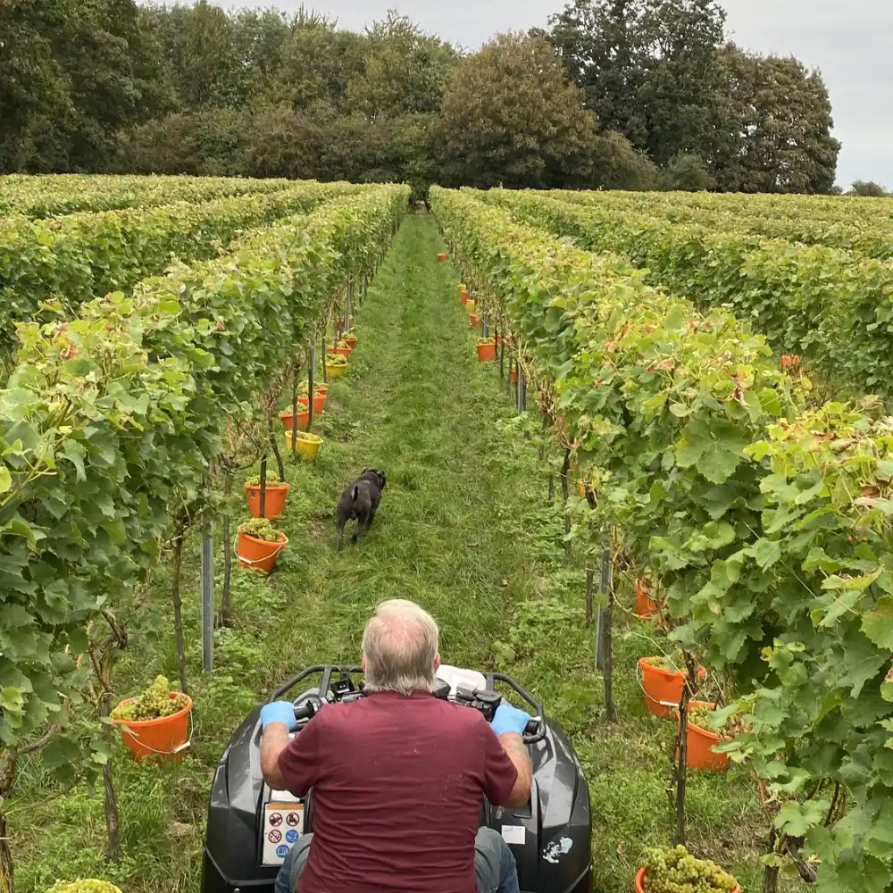 Farmer driving through vineyard rows at Yare Valley with grapevines, harvest buckets and a dog walking ahead